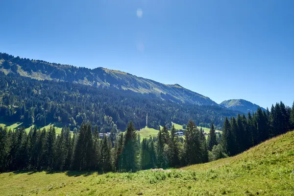 Alpine Bliss Sunuldu Çayırlar Yaz Gökleri Altındaki Evergreen Ormanları Ele - Stok İmaj