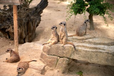 Büyüleyici Mirketler. Meerkat: Vahşi doğada tuhaf anlar. Savanna Peyzajı 'nı keşfediyorum. Afrika güneşinde oynak mirketler. Çöl Muhafızları Mirketler Ayakta Duruyor. Sevimli.