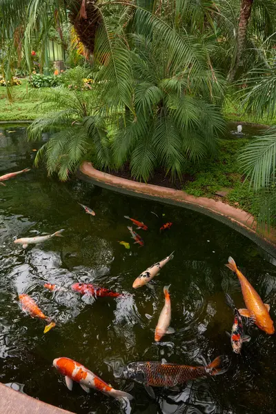 Majestic Japanese Koi Fish Swimming in Pond at Greenhouse. Japanese Carp Gracefully Gliding in Greenhouse Pond. Tranquil Japanese Koi Fish Pond in Greenhouse Oasis. Exotic Japanese Koi Fish in