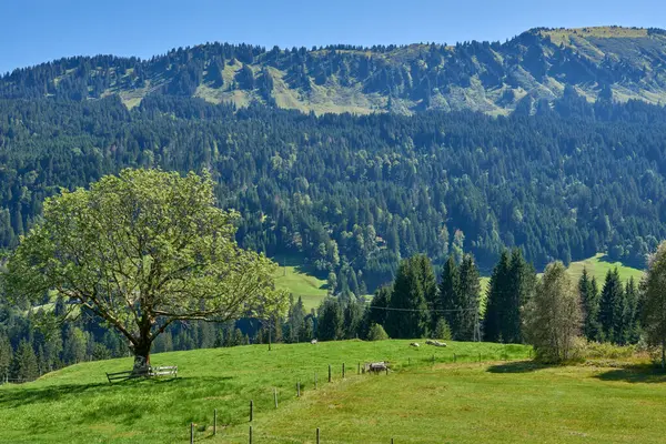 Alpine Symphony Unveiled Summer Majesty Wilderness Majestic Peaks Serenità Vertice — Foto Stock