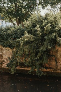 Suyun üzerindeki ağaç manzarası. Kıyısında ağaçlar olan sessiz küçük bir nehir..