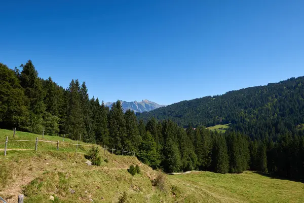 高山幸福揭秘 夏日天空下的草原和常绿森林 登山造山 夏天放牧牧场和松树 拉登斜坡 Natures Palette Defined Alpine Ecosystem 免版税图库图片
