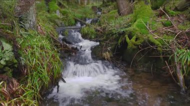 Doğa nehri şelalesi orman güneşi büyülü bir sabah. Doğa nehri şelalesi orman güneşi büyülü bir sabah. Huzurlu Vahşi Yaşam Kaçışı: Verdant Ormanı 'nın Ortasındaki Huzurlu Dağ Deresi. Pristine River Şelalesi