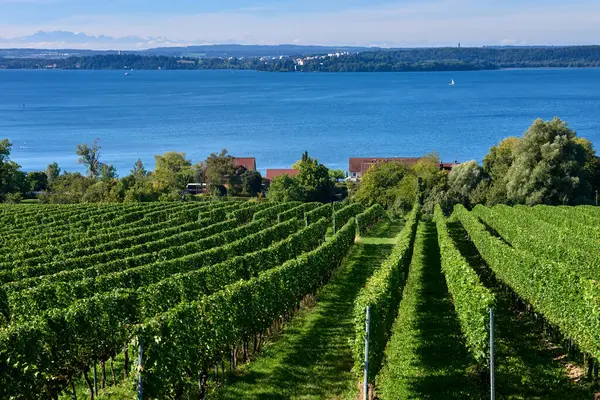 Bodensee Panorama: Ufuk 'ta Alpler, Üzüm bağları ve Pastoral Güzellik. Alman kırsalındaki Bodensee, Üzüm bağları ve Antika Köyleri. Vineyard Vistas: Bodensee, Alpine Peaks ve