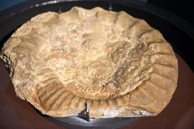 Tarih Öncesi Yaşam ve Evrim Tarihi Dünyalar Sergisi 'nde Antik Fosil Marvel sergileniyor. Müzelerdeki Zamanın Derinlerinden Büyüleyici Fosil Örnekleri