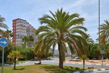 Göz kamaştırıcı İspanyol Sahil Uçurumu: Yüksek Binalar ve Parlak Yaz Gökyüzü Altında Sallanan Palmiyeler