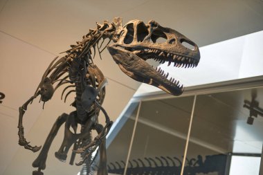 Doğal Tarih Müzesi 'ndeki Dehşet Veren Etçil Dinozor İskelet Kulesi Tüm Çağların Ziyaretçilerini Etkilendirdi. Görkemli Tarih Öncesi Predator Fosil Dünyaca ünlü Paleontolojide sergilendi