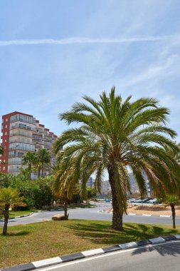 Modern İspanyol Metropolü: Pürüzsüz gökdelenler ve Berrak Yaz Gökyüzü tarafından Çerçevelenmiş Lush Palm Trees. Idyllic Spanish Cityscape: Yüksek Binalı Mimari ve Palmiye Ağaçları Yaz Güneşi 'nin Sıcaklığında Parlıyor
