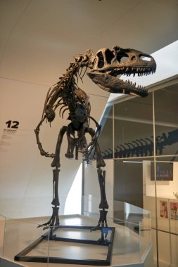 Doğal Tarih Müzesi 'ndeki Dehşet Veren Etçil Dinozor İskelet Kulesi Tüm Çağların Ziyaretçilerini Etkilendirdi. Görkemli Tarih Öncesi Predator Fosil Dünyaca ünlü Paleontolojide sergilendi