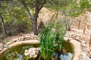 Idyllic Doğal Haven Resimli Gölet Verdant Kedikuyruklu Yıpranmış Taşlar Temiz Su Gününden Kaçış Gününü Yansıtıyor