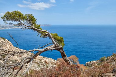 Kıyı manzarası: Lone Pine Tree Silhouetted Against Cloudscape Turquoise Sea ve Sandy Shores