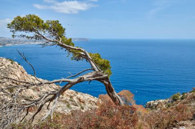 Kıyı manzarası: Lone Pine Tree Silhouetted Against Cloudscape Turquoise Sea ve Sandy Shores. Doğanın Dayanıklılığı: Rocky Precipice 'de Tek Başına Bitmeyen Yeşil Panoramik Bakış