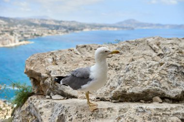 Muhteşem Martı Uçurumun kenarına tünedi Nefes Kesen Kıyı Panoraması Güneşli Gün Doğa Manzarası