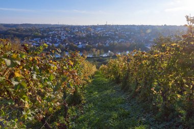 Picturesque Autumn Vineyards on European River Slopes: Scenic Illustration of Wine Country Landscape. Golden Foliage, Blue Sky, and Green Grass Capture the Essence of Winemaking Regions. This clipart