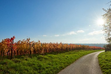 Picturesque Autumn Vineyard Yolu: Sunset 'te Avrupa Şarap Köyü Manzarası. Altın Yapraklar, Mavi Gök ve Güneş Işıkları Almanya 'nın Toskana Kırsal Bölgesi' nde, Neckar Nehri boyunca Rolling Hills 'i aydınlatıyor.