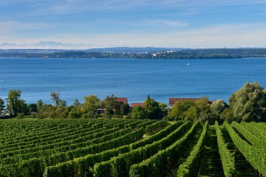 Bu çarpıcı görüntü Constance Bodensee Gölü 'nün ufuk çizgisinde yükselen görkemli Alp zirveleriyle panoramik bir görüntüsünü sergiliyor. Önü üzüm bağlarıyla bezelidir, üzüm bağlarıyla bezelidir.