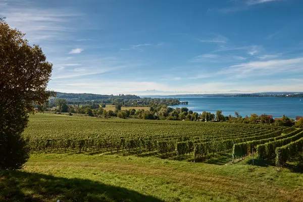 Bu çarpıcı görüntü Constance Bodensee Gölü 'nün ufuk çizgisinde yükselen görkemli Alp zirveleriyle panoramik bir görüntüsünü sergiliyor. Önü üzüm bağlarıyla bezelidir, üzüm bağlarıyla bezelidir.