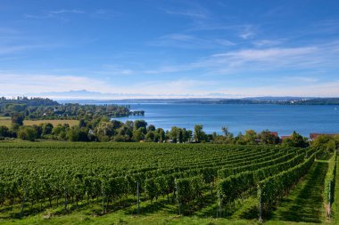 Bu çarpıcı görüntü Constance Bodensee Gölü 'nün ufuk çizgisinde yükselen görkemli Alp zirveleriyle panoramik bir görüntüsünü sergiliyor. Önü üzüm bağlarıyla bezelidir, üzüm bağlarıyla bezelidir.