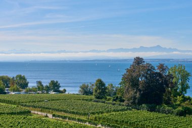 Bu çarpıcı görüntü Constance Bodensee Gölü 'nün ufuk çizgisinde yükselen görkemli Alp zirveleriyle panoramik bir görüntüsünü sergiliyor. Önü üzüm bağlarıyla bezelidir, üzüm bağlarıyla bezelidir.