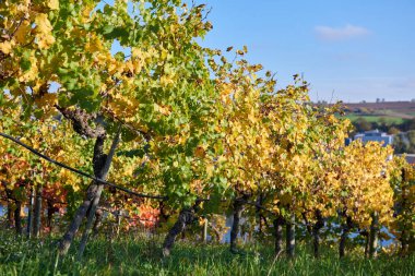 Avrupa Nehri yamaçlarındaki Picturesque Autumn Vineyards: Wine Country Peyzajının Manzaralı İllüstrasyonu. Altın Yapraklar, Mavi Gök ve Yeşil Çimen Şarap Üretim Bölgelerinin Özünü Yakalıyor. Bu...