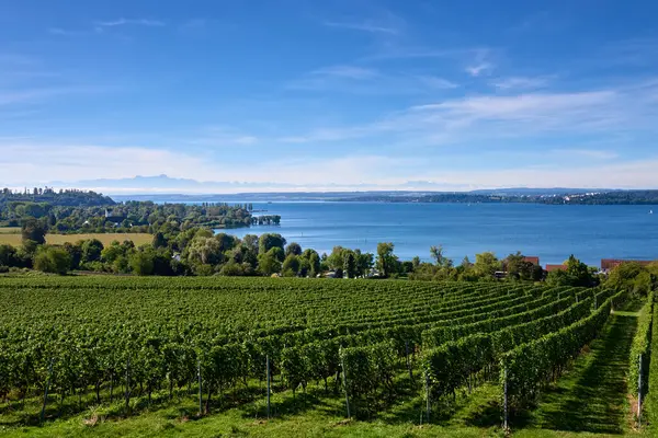 Bu çarpıcı görüntü Constance Bodensee Gölü 'nün ufuk çizgisinde yükselen görkemli Alp zirveleriyle panoramik bir görüntüsünü sergiliyor. Önü üzüm bağlarıyla bezelidir, üzüm bağlarıyla bezelidir.