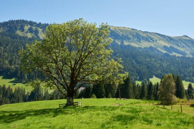 Meadow 'daki Yalnız Ağaç' la Görkemli Alp Manzarası: Yüksek Tepeler ve Mavi Gökyüzü Muhteşem Bir Yaz Dağı Sahnesi Yarattı. Bu nefes kesen görüntü Alp güzelliğinin özünü yansıtıyor.