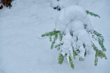 Canlı Yeşil İğneler, Kalın Yumuşak Kar, Saf Kış Manzarası, Sakin ve Huzurlu Kış Sahnesi, Doğa ve Mevsimsel Temalar İçin Mükemmel. Bu...