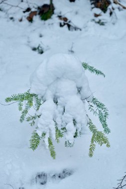 Bu yüksek çözünürlüklü fotoğraf, yoğun bir şekilde taze kar yüklü tek bir yeşil dalın yakından görüntüsünü yakalıyor. Dalın canlı yeşil iğneleri, kollara karşı çarpıcı bir kontrast sağlar.