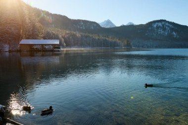 Kısmen Donmuş Göl 'de Zarif Yüzen Beyaz Kuğular Kış Manzarası ile çevrelenmiş Güneş Işığının Sakin Suyu Yansıtarak Romantik Vahşi Yaşam Sahnesi - Nefes kesici bir çift göz alıcı kış fotoğrafçılığı