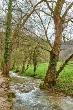Verdant Plants ve Grass in a Serene Natural Setting tarafından çevrelenmiş köpüklü beyaz suyla yemyeşil yemyeşil sulardan akan turkuaz akarsu. Bu yüksek çözünürlüklü bir fotoğraf.