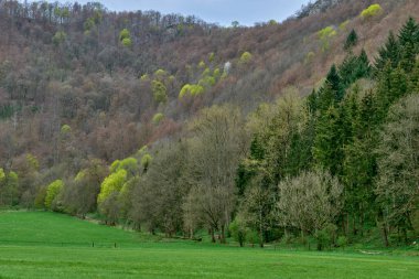 Bu yüksek çözünürlüklü bir fotoğraf. Yoğun bir ormanla kaplı dik bir yamacın hakim olduğu yemyeşil bir manzarayı yakalıyor. Yamaç, çeşitli ağaç türlerinden zengin bir duvar halısıdır.