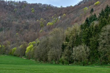 Berrak Yaprak Ağaçlar 'dan canlı Yeşil Kozalaklı Kozalaklı' ya Yoğun Orman Geçidi ile Bereketli Bahar Tepesi. Bu büyüleyici manzara, ilkbaharın başlarında dik yamaçla uyanan doğaları gözler önüne seriyor.