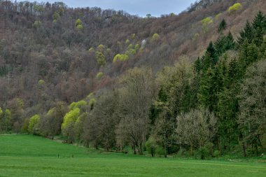 Berrak Yaprak Ağaçlar 'dan canlı Yeşil Kozalaklı Kozalaklı' ya Yoğun Orman Geçidi ile Bereketli Bahar Tepesi. Bu büyüleyici manzara, ilkbaharın başlarında dik yamaçla uyanan doğaları gözler önüne seriyor.