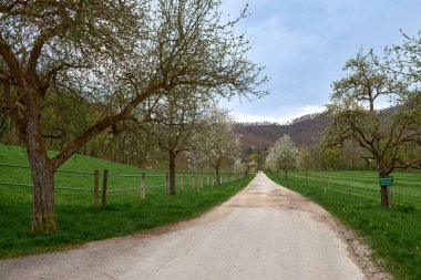Yeşiller Arasında Dar Toprak Yol, Çiçek açan Ağaçlar, Rolling Hills, Bulutlu Gökyüzü, Sakin Kırsal Arazi. Bu görüntü, dar ve asfaltsız bir toprak yola sahip huzurlu bir kırsal ortam yakalıyor.