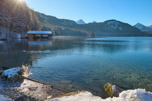 Kısmen Donmuş Göl 'de Zarif Yüzen Beyaz Kuğular Kış Arazisi ile çevrelenmiş Güneş Işığının Sakin Suyu Yansıtarak Romantik Vahşi Yaşam Sahnesi - Nefes kesici Kış