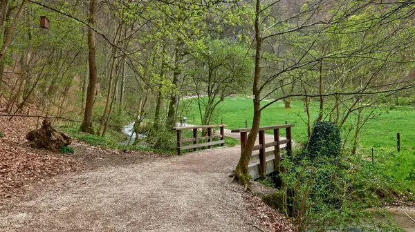 Bereketli yeşilliklerle çevrili taşralı ahşap yaya köprüsüne ve Yumuşak Yayılmış Işığın Altındaki Sarmaşık Kaplamalı çalılıklara çıkan ilkbaharın başlarındaki huzurlu orman yolu. Bu Yüksek Çözünürlüklü Fotoğraf Kaba Açık Kahverengiyle Huzurlu Doğal Bir Sahne Çekiyor