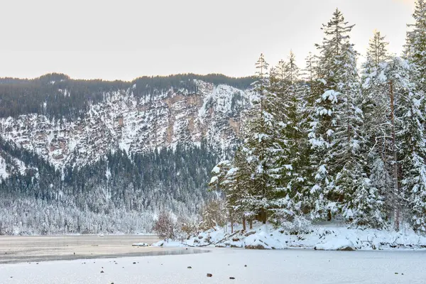 Parlak Mavi Gök 'ün altında kristal berrak sularda yansıyan Çam ağaçlarının arasına gizlenmiş Kar Tepeli Dağ Tepeleri ile çevrili Bakir Alp Gölü' nün Manzaralı Kış Panoraması. Bu nefes kesen manzara fotoğrafı...