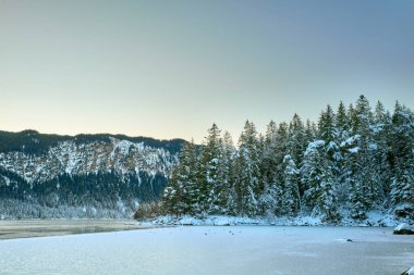 Parlak Mavi Gök 'ün altında kristal berrak sularda yansıyan Çam ağaçlarının arasına gizlenmiş Kar Tepeli Dağ Tepeleri ile çevrili Bakir Alp Gölü' nün Manzaralı Kış Panoraması. Bu nefes kesen manzara fotoğrafı...