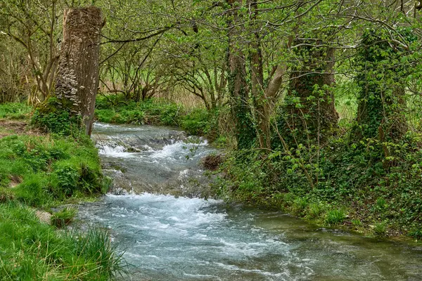 Serene Woodland Scene with Flowing Stream, Lush Green Forest, Gravel Path, Early Spring Atmosfer, Peaceful and Idyllic Setting. Bu görüntü, berrak, sığ ve köpüklü suyun nazikçe aktığı doğal bir ortam yakalar.