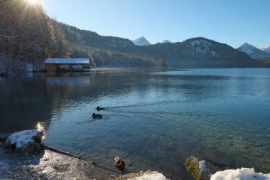 Kısmen Donmuş Göl 'de Zarif Yüzen Beyaz Kuğular Kış Manzarası ile çevrelenmiş Güneş Işığının Sakin Suyu Yansıtarak Romantik Vahşi Yaşam Sahnesi - Nefes kesici bir çift göz alıcı kış fotoğrafçılığı