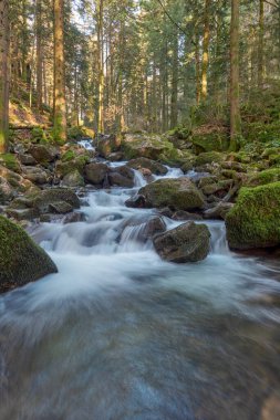 Almanya 'daki Kara Orman Ulusal Parkı' ndaki Allerheiligen Şelaleleri 'nin uzun pozlama tekniğiyle ele geçirilmiş nefes kesici görüntüsü. Pürüzsüz, ipeksi su, yoğun yeşil ormanlarla çevrili yosunlu kayalıklardan süzülerek sakin ve mistik bir hava yaratır.