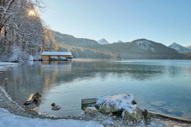 Kısmen Donmuş Göl 'de Zarif Yüzen Beyaz Kuğular Kış Manzarası ile çevrelenmiş Güneş Işığının Sakin Suyu Yansıtarak Romantik Vahşi Yaşam Sahnesi - Nefes kesici bir çift göz alıcı kış fotoğrafçılığı