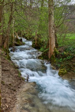Bu yüksek çözünürlüklü bir fotoğraf canlı, hızlı akan bir akıntıyı çekiyor yeşil, doğal bir ortamda akıyor. Görüntünün merkezine hakim olan akarsu, köpüklü beyaz akıntısını gösteren canlı bir turkuaz mavisi.