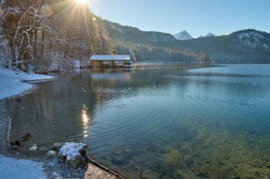 Huzurlu Kış Harikalar Diyarı: Buzlu Göl yüzeyinde süzülen İki Zarif Kuğu Altın Güneş Işığıyla yıkandı Donmuş Manzara Gösterileri Doğanın Kış Günündeki Huzurlu Güzelliği - Bu büyüleyici görüntü nefes kesici bir kış sahnesini tasvir ediyor