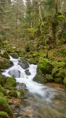 Almanya 'daki Kara Orman Ulusal Parkı' ndaki Allerheiligen Şelaleleri 'nin uzun pozlama tekniğiyle ele geçirilmiş nefes kesici görüntüsü. Pürüzsüz, ipeksi su, yoğun yeşil ormanlarla çevrili yosunlu kayalıklardan süzülerek sakin ve mistik bir hava yaratır.