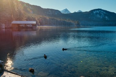 Kısmen Donmuş Göl 'de Zarif Yüzen Beyaz Kuğular Kış Manzarası ile çevrelenmiş Güneş Işığının Sakin Suyu Yansıtarak Romantik Vahşi Yaşam Sahnesi - Nefes kesici bir çift göz alıcı kış fotoğrafçılığı