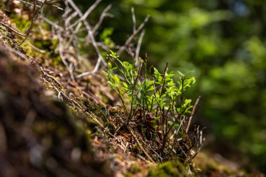 Yosunlu kayadan çıkan küçük bitkiler
