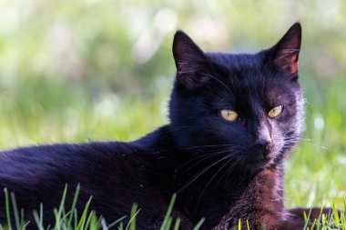 Yeşil çimenlerde oturan sevimli siyah kedi kameraya bakıyor.