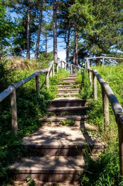 Ağaçların arasından parlayan mavi gökyüzü ve ormandaki yürüyüş merdivenleri