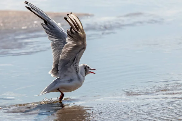black-headed gull starting to fly in shallow sea water with wings stretched to the sky